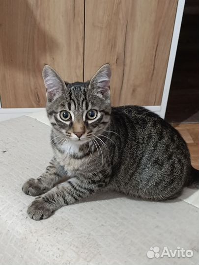 Кот