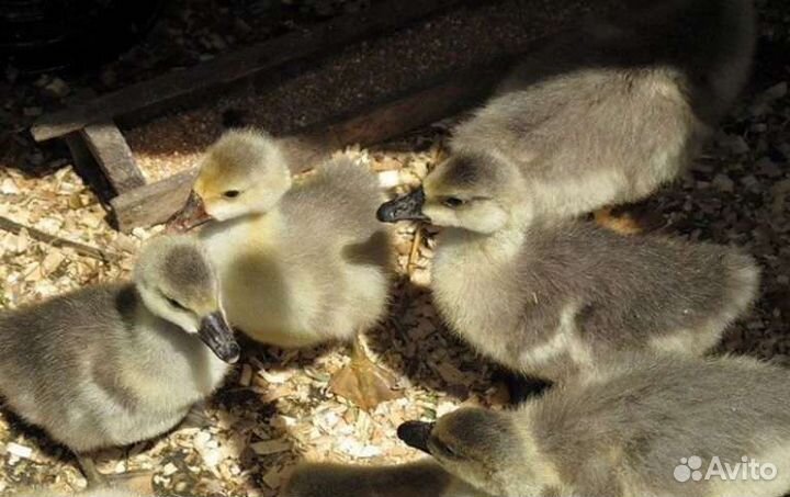 Утята, бройлер, мулард