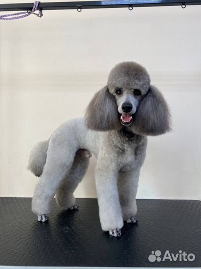 Курсы груминга со стажировкой. Индивидуальные