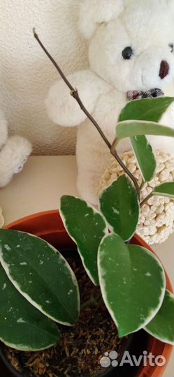 Хойя Krimson gveen и много других