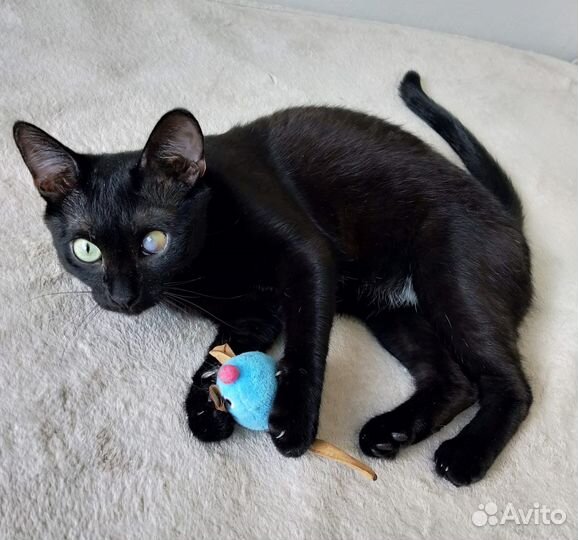 Особенный и дружелюбный котик