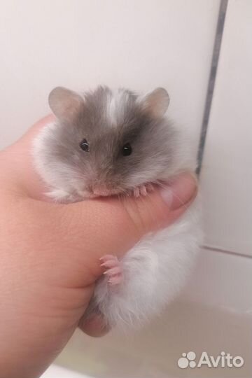 Сирийский хомяк малыши редких окрасов
