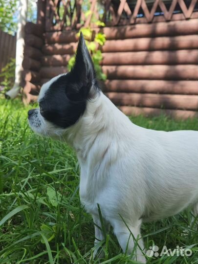 Передержка животных