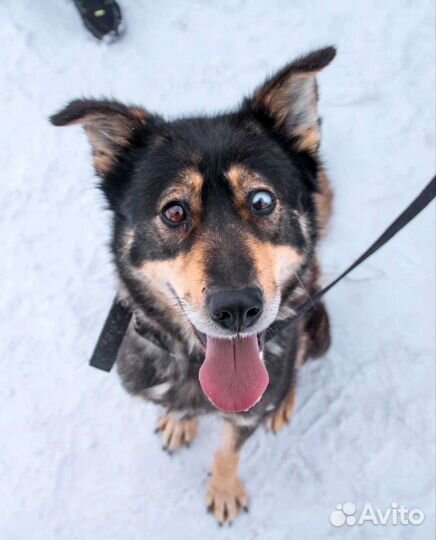 Собака Луна