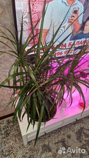 Пальма драцена