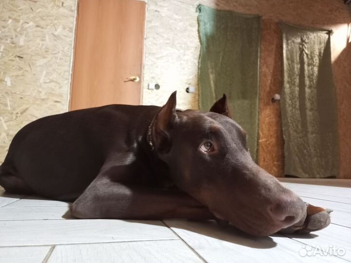 Кобель добермана вязка