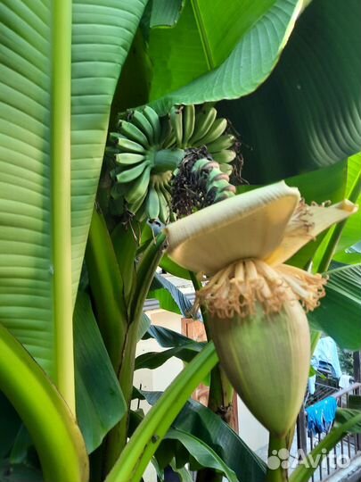 Банановая пальма