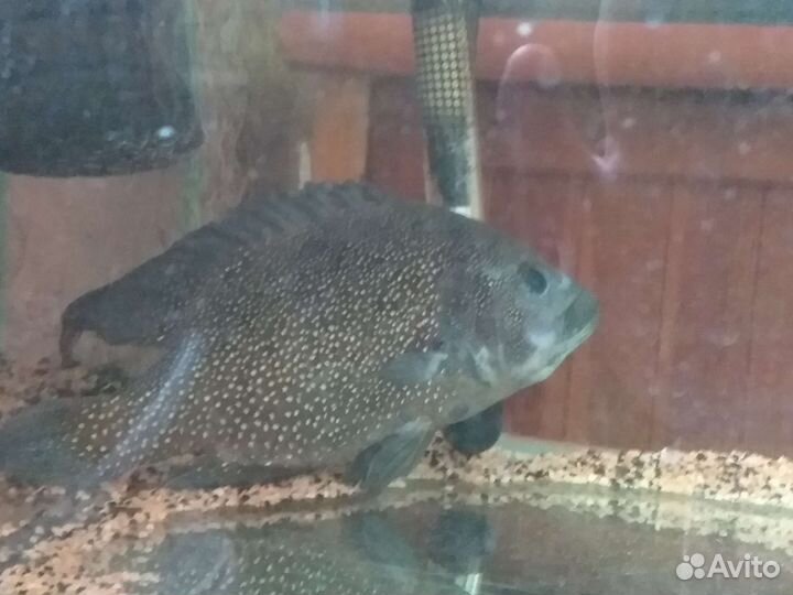 Телапия звездочный