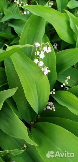 Хоста. Ландыши розовые. Анемона японская