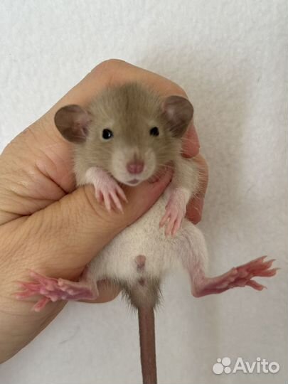 Ручные крысята Дамбо малыши