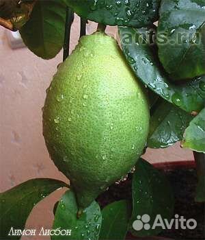 Лимон Лисбон