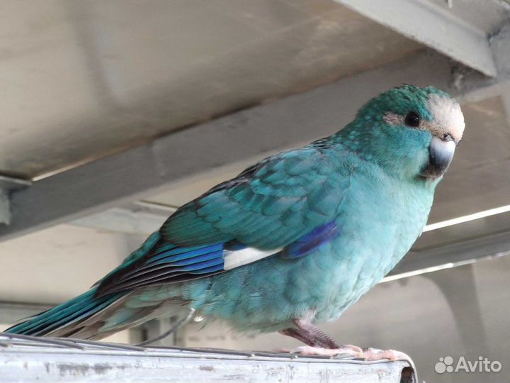 Синий какарик