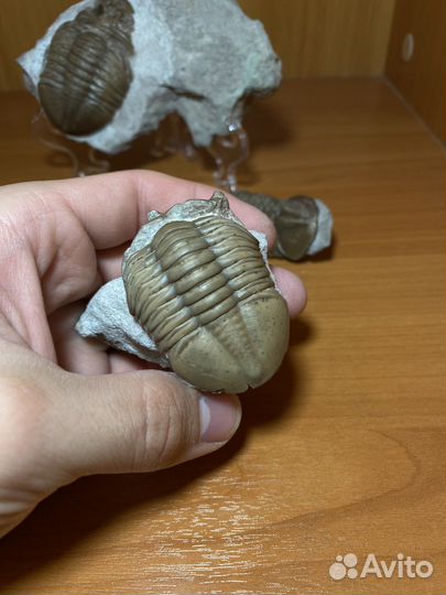 Бюджетные трилобиты в ассортименте