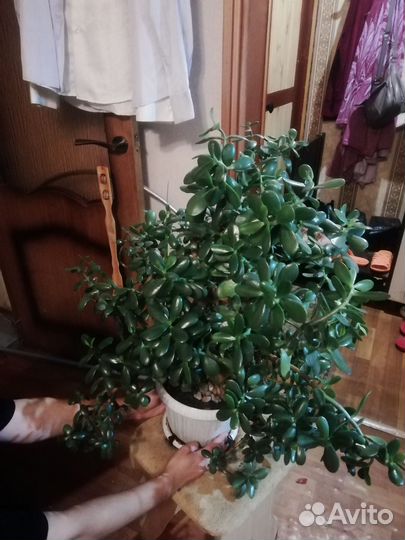 Денежное дерево толстянка крассула