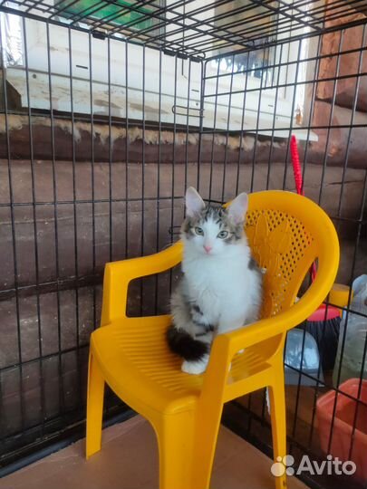 Котята в семью