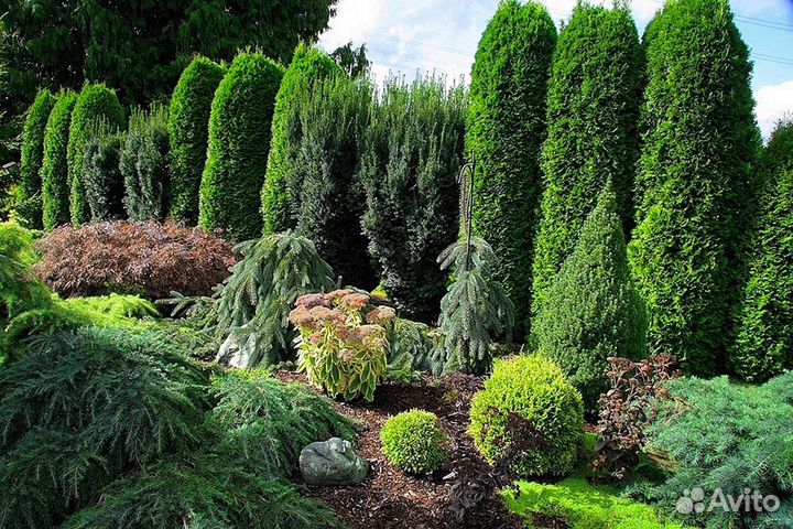 Туя из питомника