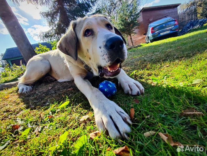 Собака в беде