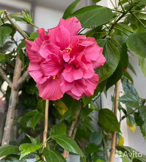 Гибискус (китайская роза)