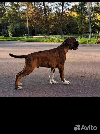 Мальчик боксера