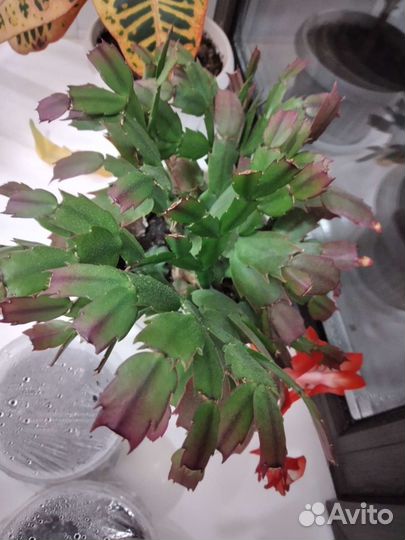 Продам цветы комнатные