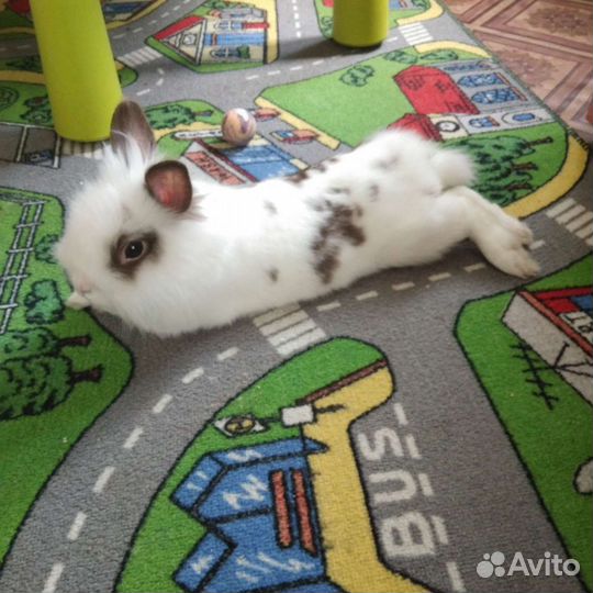 Декоративный кролик с большой клеткой