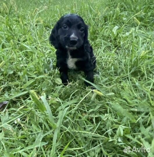 Милые спаниельки