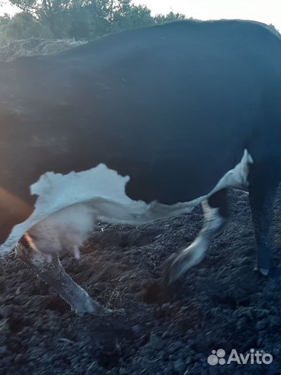 Корова дойная