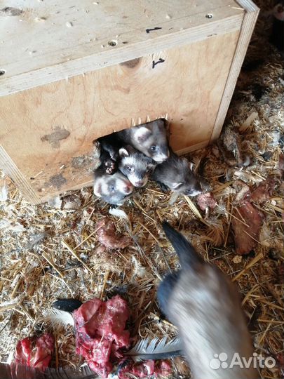 Домашний хорек