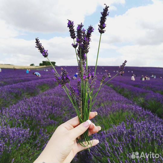 Лаванда в букетиках