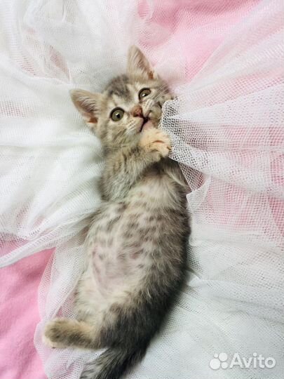 Котенок Принцесса