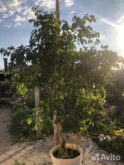 Фикус бенджамина плетеный