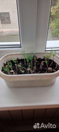 Семена и саженцы гимолайского кедра