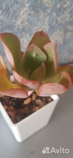 Кактусы и суккуленты