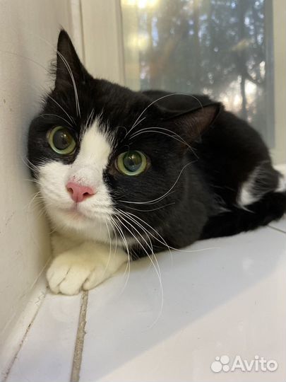 Коты в добрые руки