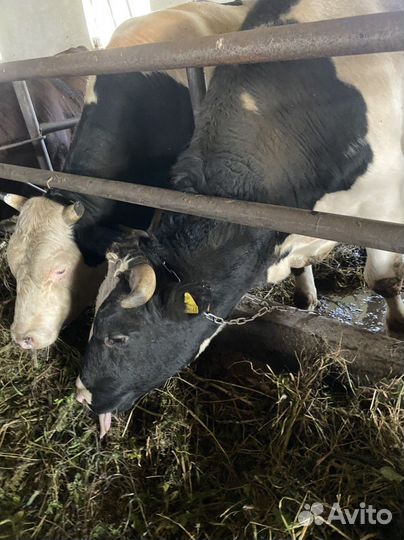 Быки на мясо