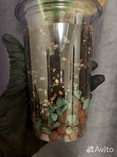 Сциндапсус жаде сатин вариегатный