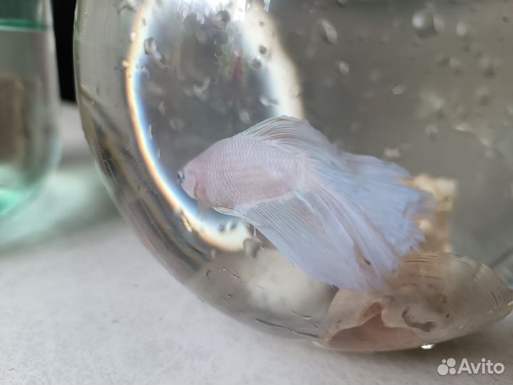 Аквариумные рыбки петушок