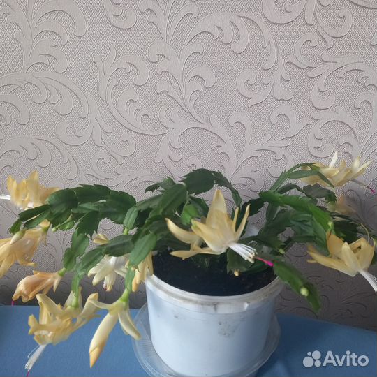 Декабрист шлюмбергера (фото от 19.04)