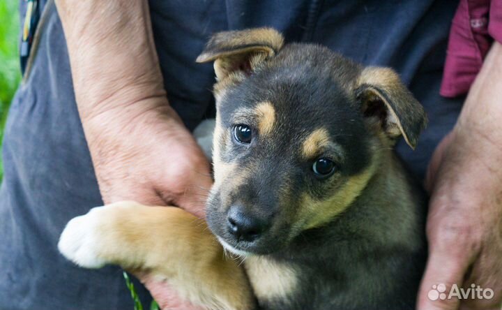 Со мной проблемы улетучатся как одуванчик