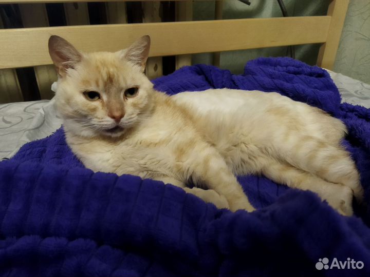 Кот ищет дом