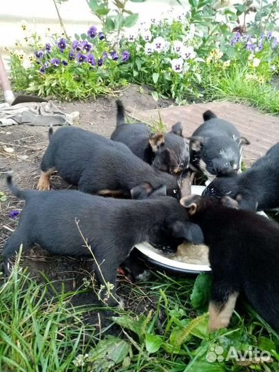 Щенки бесплатно