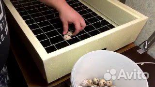 Инкубатор на 98 яиц 220 и 12В Золушка