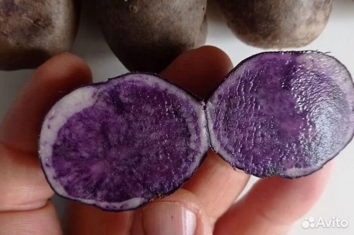 Картофель семена фиолетовый