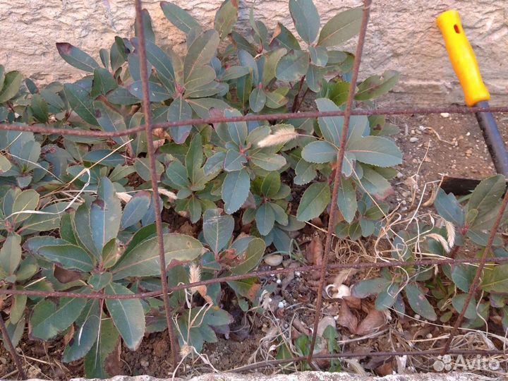 Саженцы земляничник мелкоплодный