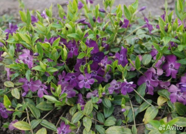 Барвинок малый (4 сорта)