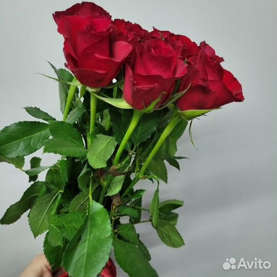 Роза 25 Роза 31 Роза 51 Роза 101 ароматная Роза