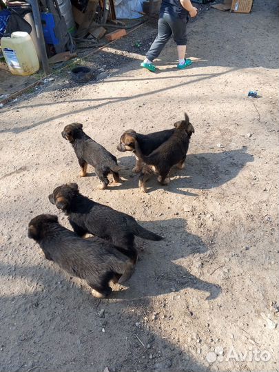 Щенки немецкой овчарки