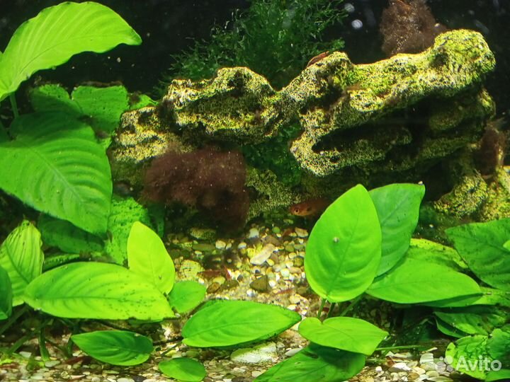 Готовый аквариум со всем содержимым 140л