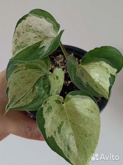 Сциндапсусы Эпипремнумы Комнатные растения Цветы