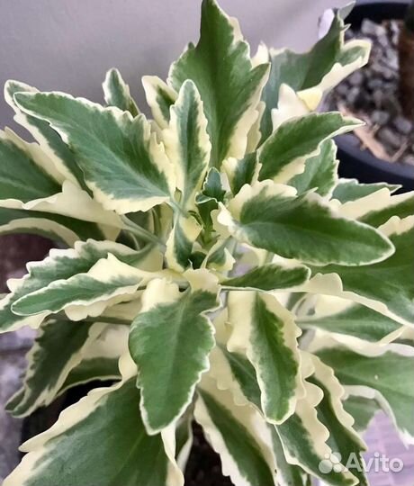 Каланхоэ laciniata variegata